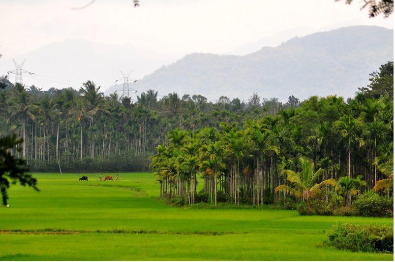 Wayanad Gate Resort マナンタバディー エクステリア 写真